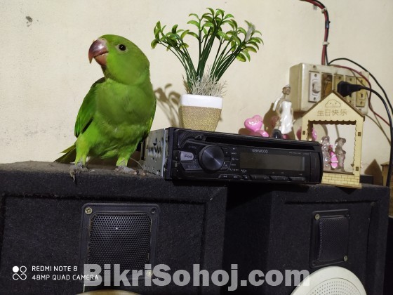 Ringneck parrot baby????